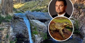 El SEA suspendió la evaluación de un proyecto eléctrico en el Maule tras la alerta de Leonardo DiCaprio por los posibles riesgos para la rana Pehuenche.