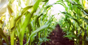 Chile invertirá USD 39,2 millones para masificar la agricultura y ganadería regenerativa mediante una alianza público-privada que beneficiará nueve regiones y fortalecerá la sostenibilidad del sector agropecuario.
