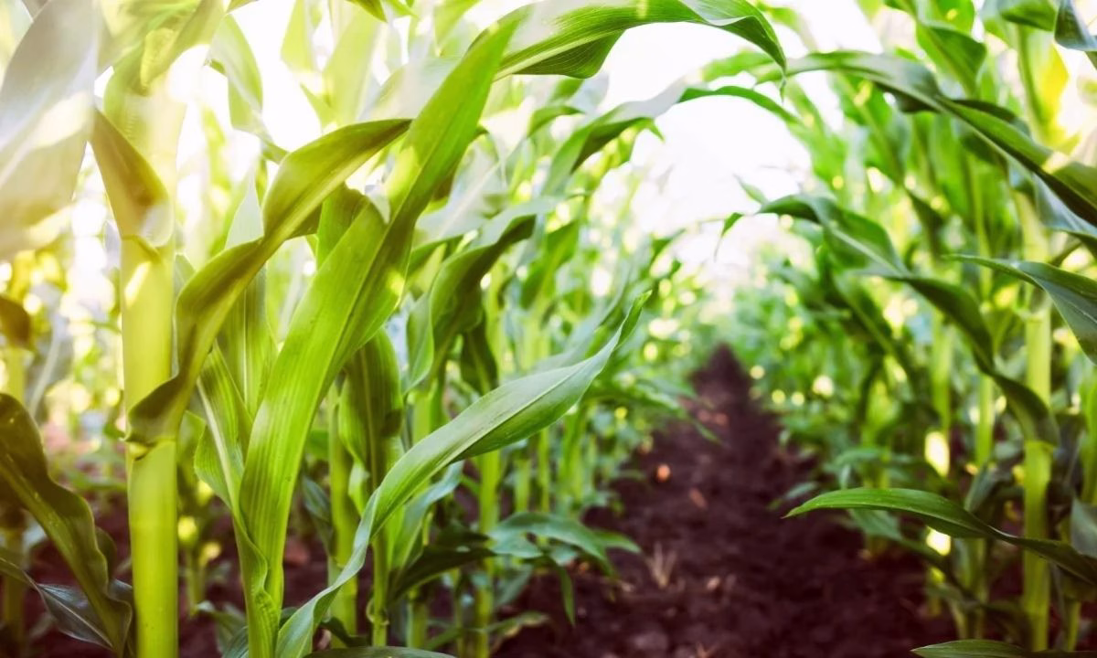 Chile invertirá USD 39,2 millones para masificar la agricultura y ganadería regenerativa mediante una alianza público-privada que beneficiará nueve regiones y fortalecerá la sostenibilidad del sector agropecuario.